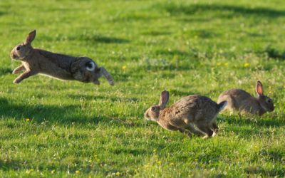 The Attack on the Rabbits